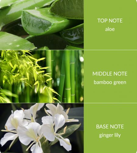 Bamboo-Gingerlily.jpg
